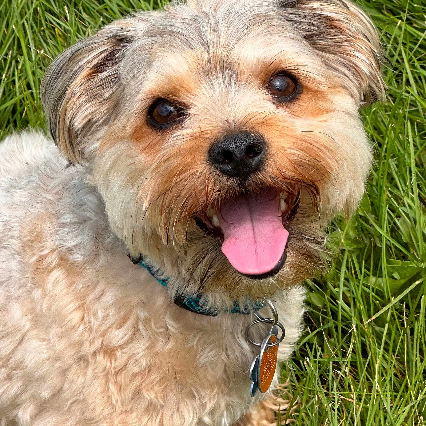 Bruno joined the competition — help win amazing prizes! animal, canine, closeup, collar, curly_fur, cute, dog, domestic_animal, friendly, fur, grass, happy, mammal, nature, outdoor, pet, playful, portrait, smiling, tongue_out