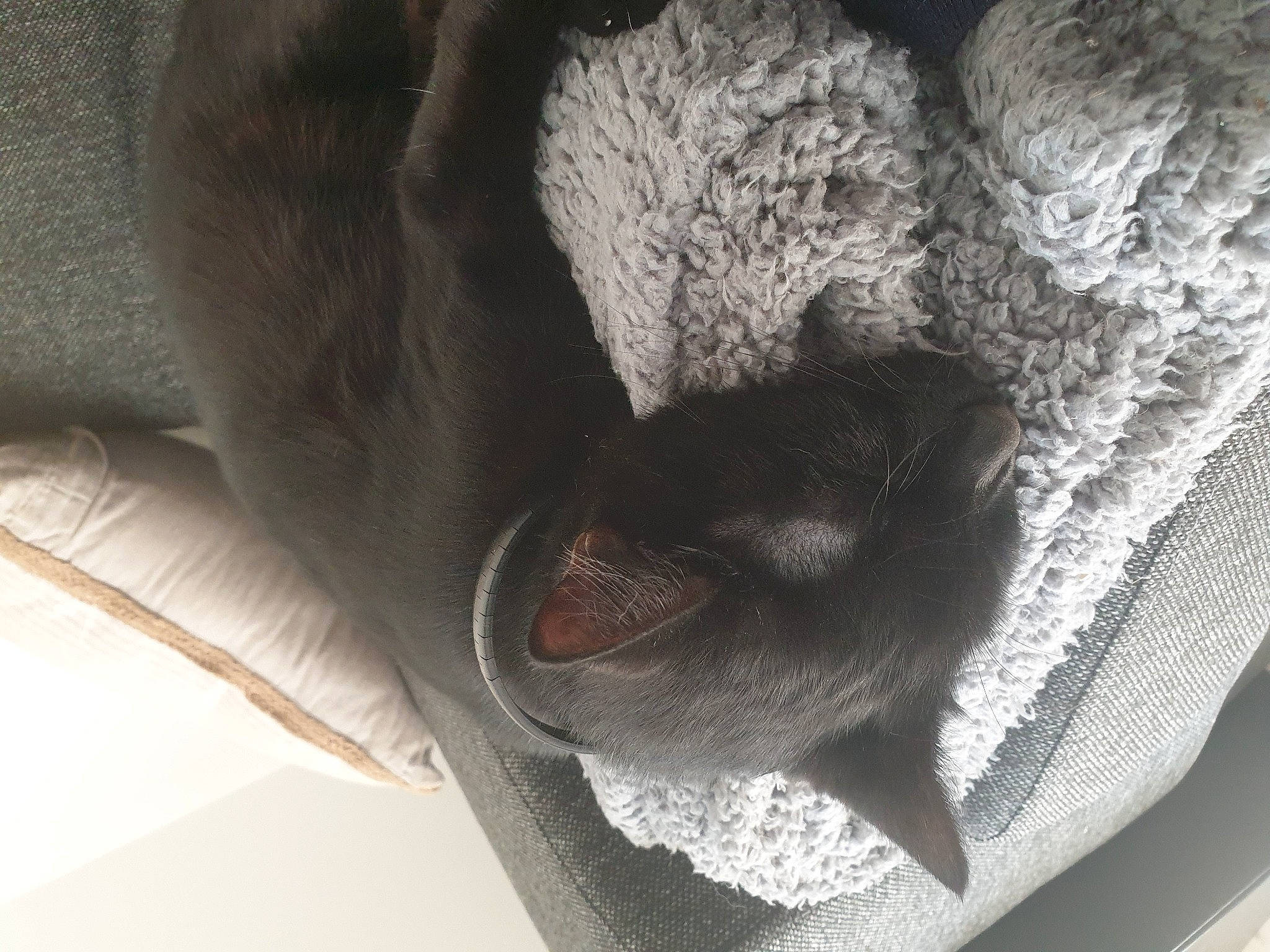 Salem participe au concours pour gagner de l'argent avec cette photo : cat, russian_blue, snout