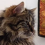 Nénette a rejoint le concours — aidez-le/la à gagner de superbes lots ! cat, tabby, fluffy, closeup, profile, whiskers, ear, feline, pet, indoor, textile, embroidered, colorful, decor, fur, animal, side_view, muzzle, domestic_cat, curious