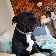 Meursault participe au concours pour gagner de l'argent avec cette photo : dog, black_dog, pet, bed, blanket, quilt, indoor, furniture, vase, flowers, wall_hanging, decor, collar, resting, portrait, animal, cozy, home, looking_away, canine