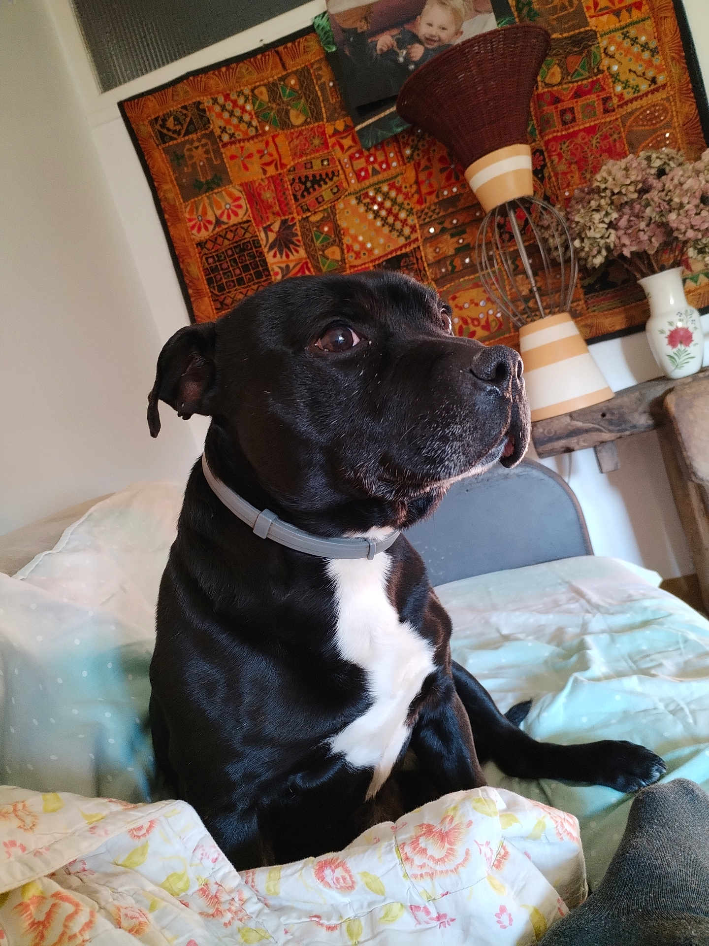 Meursault participe au concours pour gagner de l'argent avec cette photo : dog, black_dog, pet, bed, blanket, quilt, indoor, furniture, vase, flowers, wall_hanging, decor, collar, resting, portrait, animal, cozy, home, looking_away, canine
