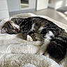 Apy participe au concours pour gagner de l'argent avec cette photo : animal, bedroom, black, brown, cat, comfort, cozy, fluffy_blanket, fur, home, indoor, mirror, pet, relaxation, resting, sleeping, soft_light, striped, tabby_cat, white