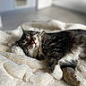 Apy a rejoint le concours — aidez-le/la à gagner de superbes lots ! animal, blanket, cat, comfort, cozy, cute, cute_pet, domestic_cat, feline, fur, indoor, nap, paws, pet, relaxed, resting, sleeping, soft, tabby, whiskers