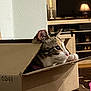 cat, cardboard_box, indoor, curious, pet, feline, whiskers, closeup, domestic_animal, table, home, soft_lighting, cozy, fur, pink_nose, relaxed, animal, household_item, playful, tabby