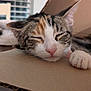 cat, sleeping, nap, paw, cardboard, close_up, indoor, pet, feline, rest, cute, cozy, whiskers, tabby, pink_nose, relaxed, animal, fur, soft, domestic_cat