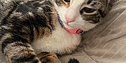 Star joined the competition — help win amazing prizes! cat, tabby_cat, pet, animal, feline, paw, pink_paw_pads, collar, indoor, blanket, quilted, resting, sleepy, fur, whiskers, tail, cute, domestic_cat, closeup, relaxed