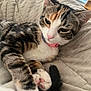 cat, tabby_cat, pet, animal, feline, paw, pink_paw_pads, collar, indoor, blanket, quilted, resting, sleepy, fur, whiskers, tail, cute, domestic_cat, closeup, relaxed