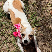 Winnie is registered to the contest to win money with this photo: dog, small_dog, brown_and_white_fur, pink_bow, collar, grass, dirt, outdoor, pet, animal, paw, shoe, pink_croc, curious, lying_down, sunlight, nature, playful, close_up, canine