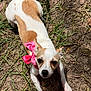 dog, small_dog, brown_and_white_fur, pink_bow, collar, grass, dirt, outdoor, pet, animal, paw, shoe, pink_croc, curious, lying_down, sunlight, nature, playful, close_up, canine