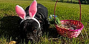 Winnie joined the competition — help win amazing prizes! dog, black_dog, bunny_ears, pink_ears, easter_basket, grass, field, trees, blue_sky, clouds, outdoor, sunny, pet, animal, nature, resting, costume, spring, flower, basket