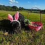 dog, black_dog, bunny_ears, pink_ears, easter_basket, grass, field, trees, blue_sky, clouds, outdoor, sunny, pet, animal, nature, resting, costume, spring, flower, basket