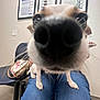 Winnie joined the competition — help win amazing prizes! dog, nose, close_up, person, jeans, indoor, chair, bag, poster, wall, paws, pet, animal, curious, distorted_perspective, whiskers, snout, sitting, casual, room