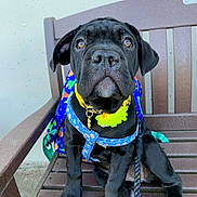 Mj is registered to the contest to win money with this photo: puppy, dog, black_dog, bench, harness, flower_collar, leash, pet, sitting, outdoor, wooden_bench, backpack, cute, young_dog, animal, collar, paw, pet_accessory, closeup, adorable