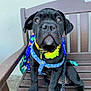 puppy, dog, black_dog, bench, harness, flower_collar, leash, pet, sitting, outdoor, wooden_bench, backpack, cute, young_dog, animal, collar, paw, pet_accessory, closeup, adorable