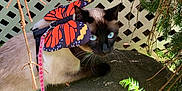 Nova is registered to the contest to win money with this photo: cat, siamese_cat, butterfly_wings, harness, leash, rock, greenery, fern, lattice_fence, outdoor, sunlight, animal, pet, nature, plant, whimsical, curious, close_up, eyes, mammal