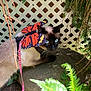 cat, siamese_cat, butterfly_wings, harness, leash, rock, greenery, fern, lattice_fence, outdoor, sunlight, animal, pet, nature, plant, whimsical, curious, close_up, eyes, mammal
