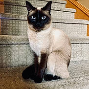 Nova joined the competition — help win amazing prizes! cat, siamese_cat, pet, animal, feline, stairs, carpet, indoor, portrait, sitting, blue_eyes, whiskers, fur, ears, tail, collar, domestic_animal, cute, alert, household