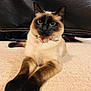 Nova joined the competition — help win amazing prizes! siamese_cat, cat, pet, indoor, carpet, collar, bow_tie, feline, animal, cute, blue_eyes, relaxed, lying_down, fur, whiskers, close_up, domestic_animal, leather_couch, soft_lighting, portrait