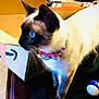 Nova is registered to the contest to win money with this photo: cat, siamese_cat, blue_eyes, bow_tie, pet, indoor, table, cardboard_box, amazon_box, billiard_balls, curious, feline, whiskers, fur, domestic_animal, closeup, side_view, playful, household, animal