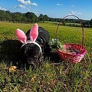 Dog is registered to the contest to win money with this photo: dog, black_dog, bunny_ears, pink_ears, easter_basket, grass, field, trees, blue_sky, clouds, outdoor, sunny, pet, animal, nature, resting, costume, spring, flower, basket
