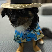 Goku joined the competition — help win amazing prizes! accessory, adorable, animal, black_fur, blue_shirt, brown_paws, canine, closeup, costume, cute, dog, domestic_animal, fashion, hat, indoor, pet, portrait, sitting, tropical_shirt, white_chest