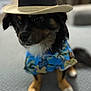 accessory, adorable, animal, black_fur, blue_shirt, brown_paws, canine, closeup, costume, cute, dog, domestic_animal, fashion, hat, indoor, pet, portrait, sitting, tropical_shirt, white_chest