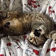 Finley joined the competition — help win amazing prizes! cat, tabby_cat, feline, pet, animal, fluffy_blanket, heart_pattern, cozy, relaxed, playful, paws, fur, whiskers, indoor, cute, sleepy, resting, domestic_cat, soft_texture, comfort