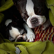 Imèle Et M'Fax a rejoint le concours — aidez-le/la à gagner de superbes lots ! animal, blanket, boston_terrier, closeup, comfort, companion, cozy, cute, dog, face, fur, indoor, paw, pet, portrait, relaxed, resting, sleeping, snuggle, two_dogs