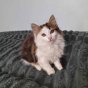 Athena participe au concours pour gagner de l'argent avec cette photo : adorable, animal, blanket, brown, cat, curious, cute, ears, face, fluffy, fur, indoor, kitten, pet, sitting, small, texture, whiskers, white, young
