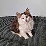 adorable, animal, blanket, brown, cat, curious, cute, ears, face, fluffy, fur, indoor, kitten, pet, sitting, small, texture, whiskers, white, young