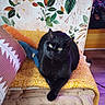 Feyre joined the competition — help win amazing prizes! cat, black_cat, pet, animal, feline, green_eyes, golden_eyes, sitting, portrait, indoor, cushion, pillow, blanket, sofa, floral_wallpaper, patterned_fabric, cozy, home, wooden_floor, crossed_paws