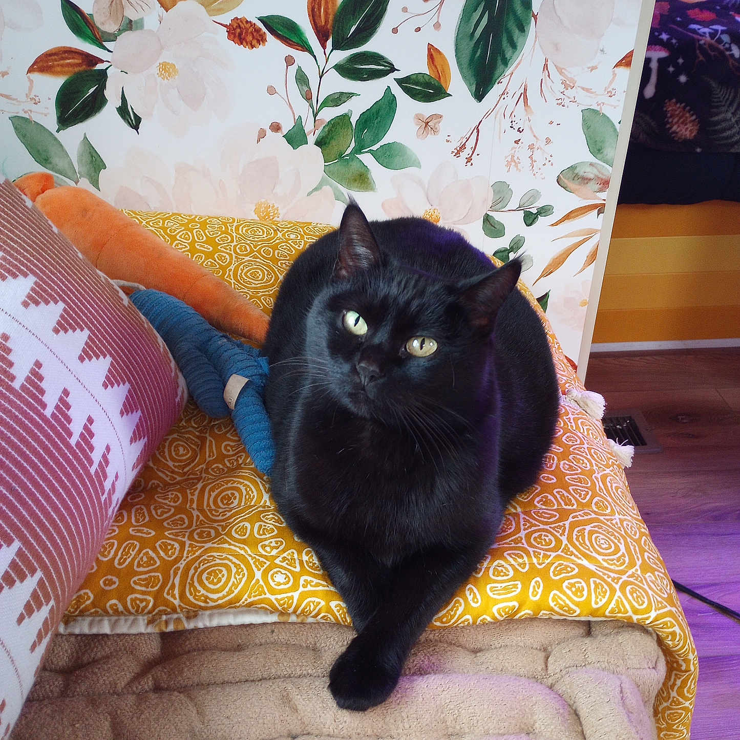 Feyre joined the competition — help win amazing prizes! cat, black_cat, pet, animal, feline, green_eyes, golden_eyes, sitting, portrait, indoor, cushion, pillow, blanket, sofa, floral_wallpaper, patterned_fabric, cozy, home, wooden_floor, crossed_paws