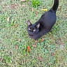 black_cat, cat, feline, animal, pet, outdoor, grass, lawn, garden, leaves, tail, curved_tail, golden_eyes, whiskers, ears, sitting, standing, looking_up, photography, sandals