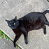 black_cat, cat, animal, pet, feline, outdoor, concrete, sidewalk, walkway, lying_down, sprawled, greenery, plants, garden, pavement, whiskers, yellow_eyes, black_fur, tail, portrait