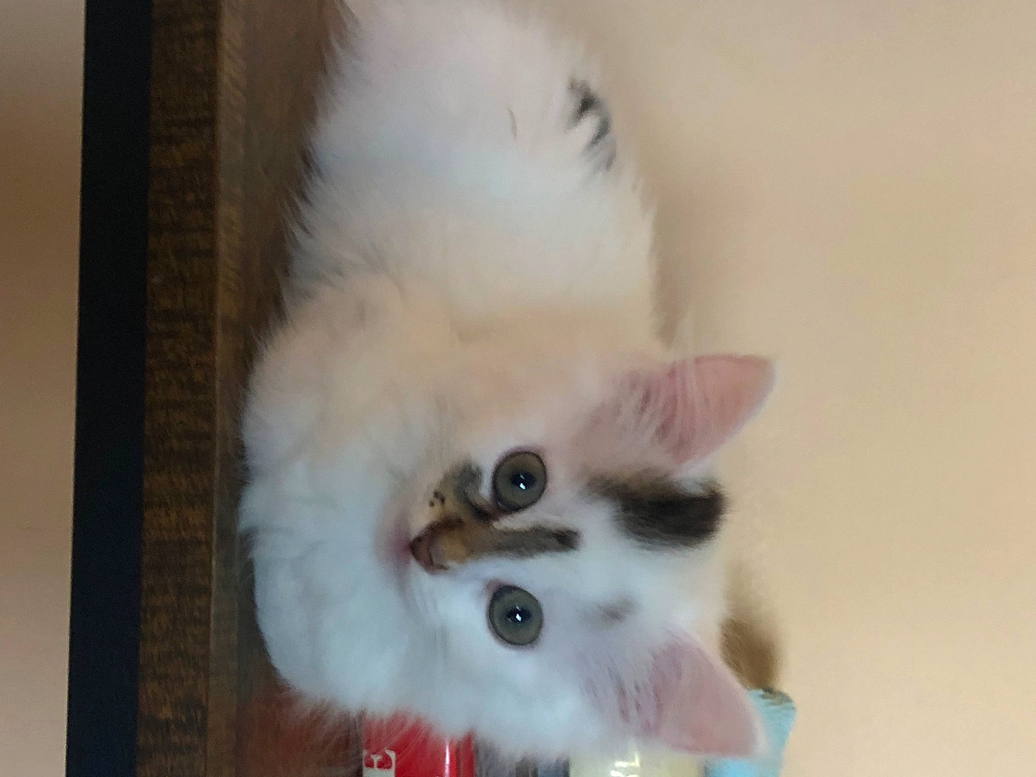 Pépito participe au concours pour gagner de l'argent avec cette photo : art, carnivore, cat, claw, domestic_short_haired_cat, fawn, felidae, fur, iris, paw, small_to_medium_sized_cats, tail, whiskers