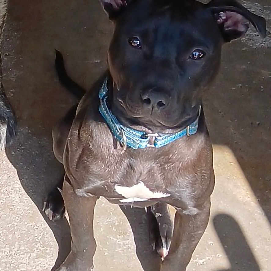 Ace is registered to the contest to win money with this photo: alert, animal, black_dog, black_fur, canine, collar, companion, concrete_floor, curious, dog, domestic_animal, ears_up, looking_up, outdoor, paw, pet, shadow, sitting, snout, sunlight