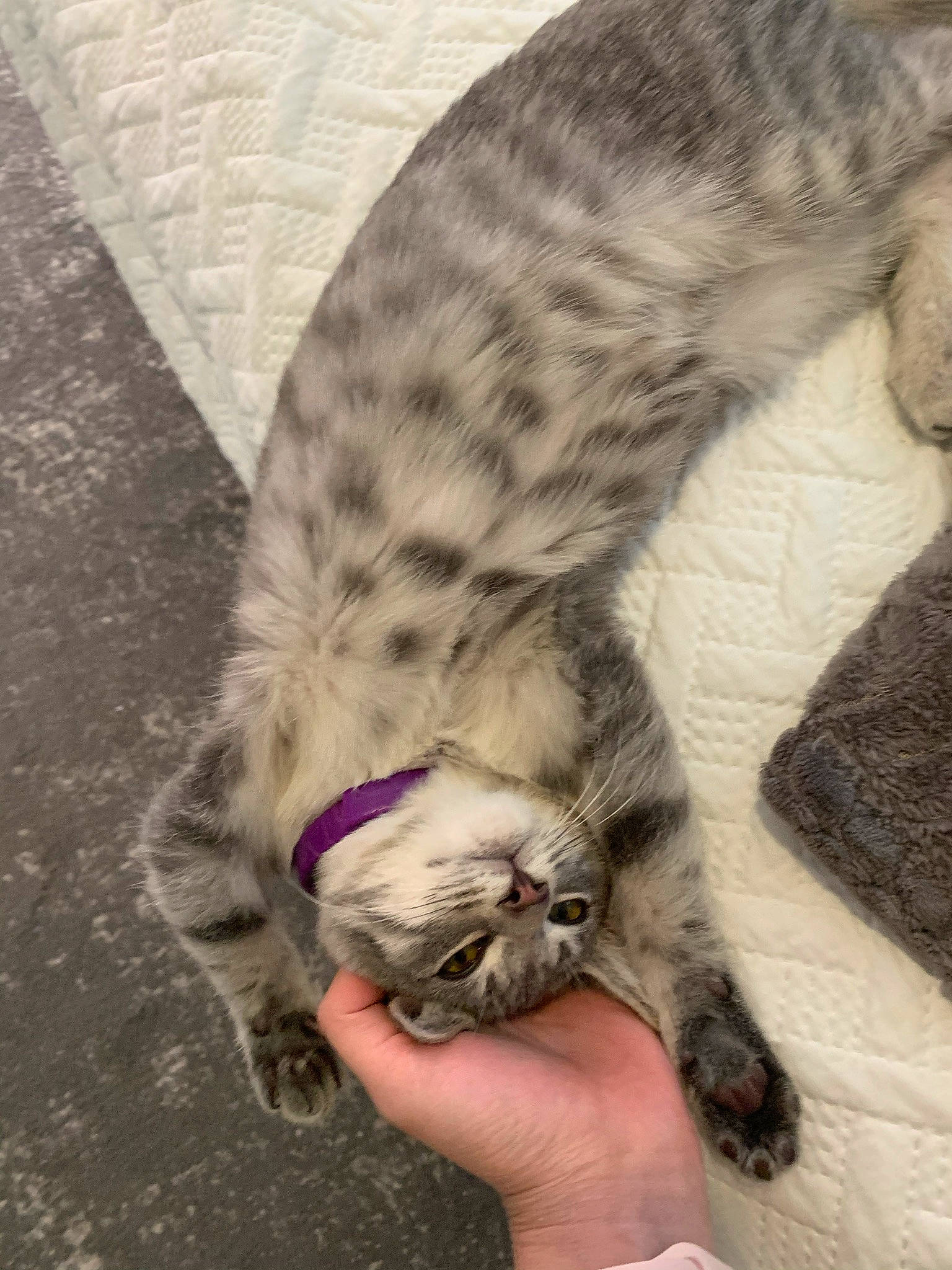 Rory joined the competition — help win amazing prizes! carnivore, cat, claw, comfort, domestic_short_haired_cat, eye, fawn, felidae, foot, fur, hand, nail, nap, paw, small_to_medium_sized_cats, snout, tail, terrestrial_animal, whiskers