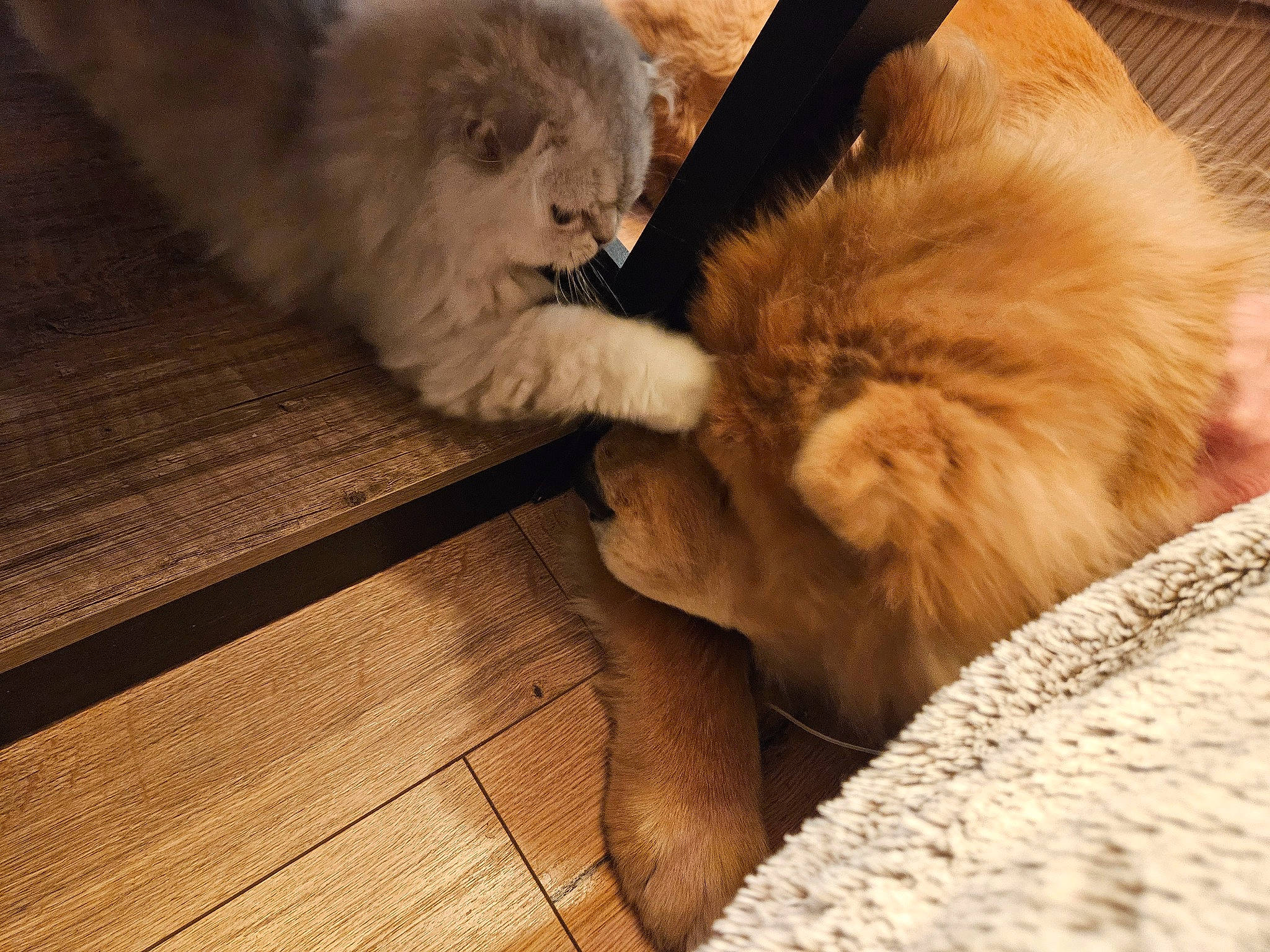 Thaïs a rejoint le concours — aidez-le/la à gagner de superbes lots ! canidae, carnivore, cat, claw, comfort, companion_dog, dog_breed, fawn, felidae, floor, flooring, fur, hardwood, plank, small_to_medium_sized_cats, snout, sporting_group, tail, whiskers, wood