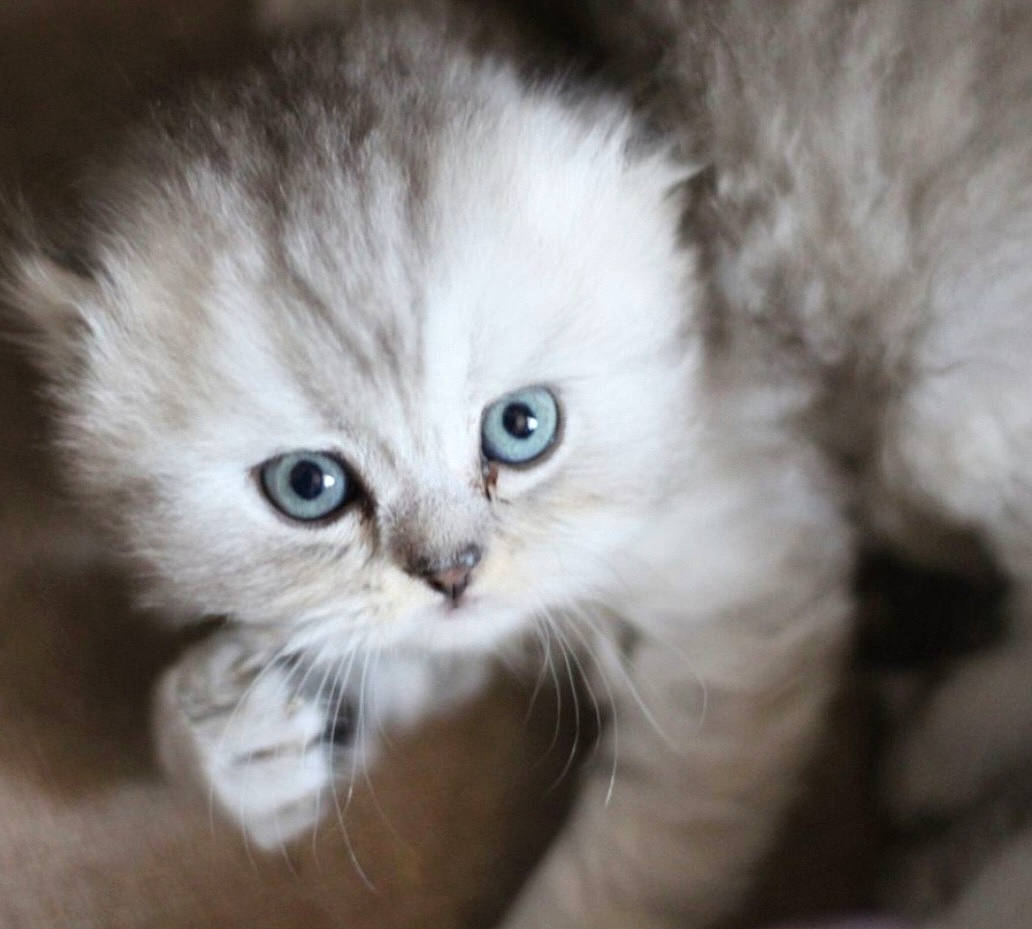 Thaïs a rejoint le concours — aidez-le/la à gagner de superbes lots ! british_longhair, carnivore, cat, chair, claw, close_up, companion_dog, eye, fawn, felidae, fur, paw, persian, photo_caption, small_to_medium_sized_cats, snout, terrestrial_animal, whiskers