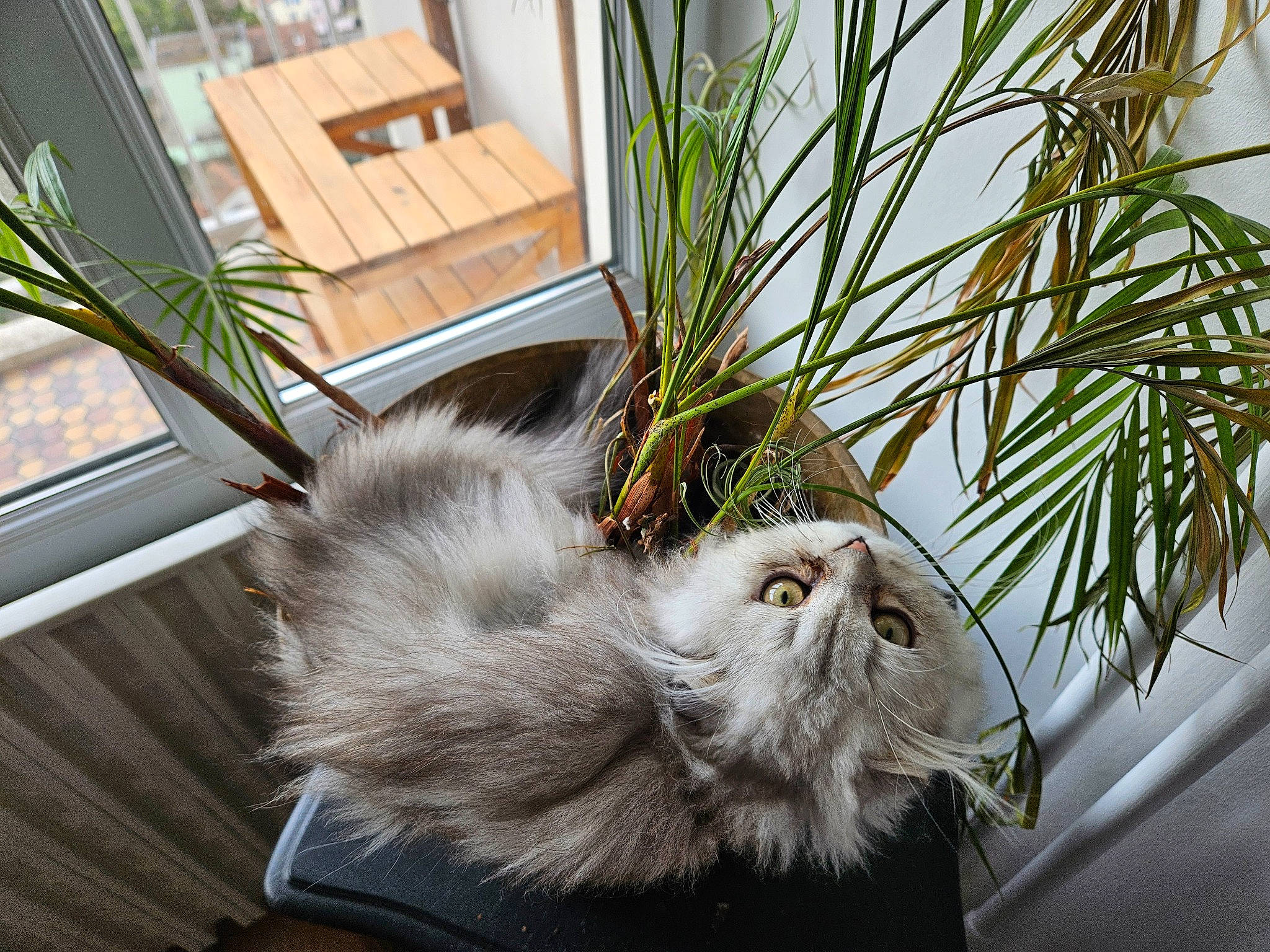 Thaïs a rejoint le concours — aidez-le/la à gagner de superbes lots ! arecales, carnivore, cat, claw, conifer, domestic_short_haired_cat, event, felidae, flowerpot, fur, grass, herb, palm_tree, paw, plant, small_to_medium_sized_cats, tail, twig, whiskers, window