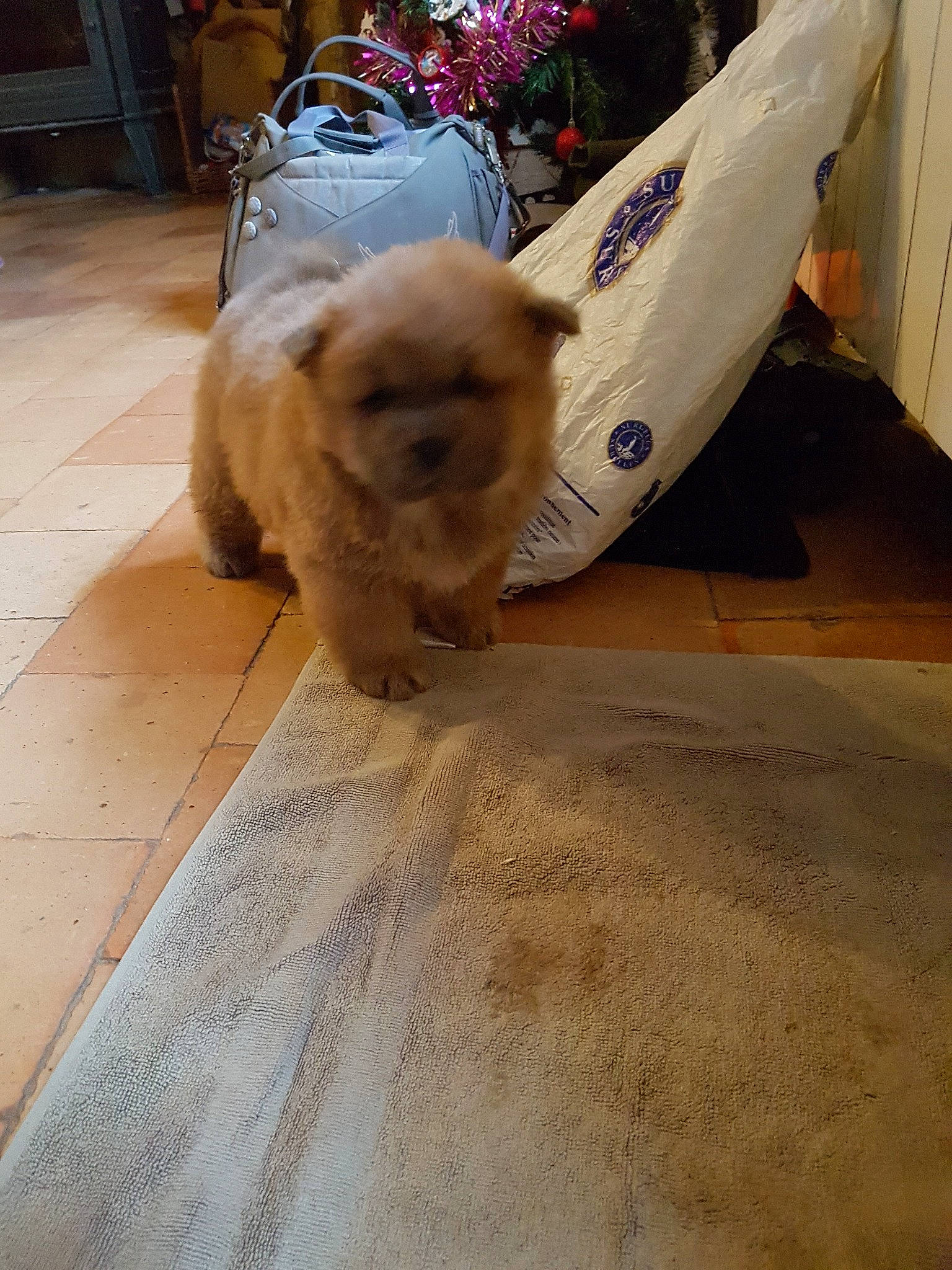 May-anh a rejoint le concours — aidez-le/la à gagner de superbes lots ! canidae, carnivore, companion_dog, dog, dog_breed, fawn, floor, flooring, mammal, pomeranian, puppy, spitz, sporting_group, toy_dog, wood