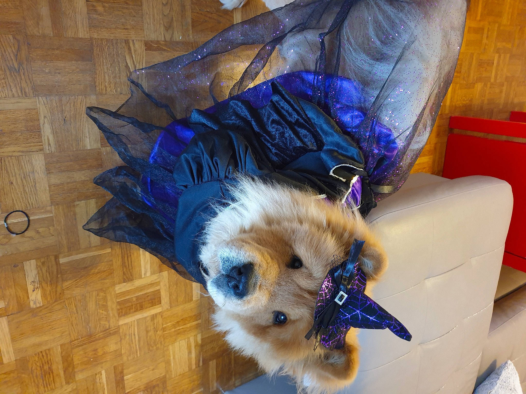 May-anh a rejoint le concours — aidez-le/la à gagner de superbes lots ! canidae, carnivore, companion_dog, dog, dog_breed, dog_clothes, fur, puppy, sporting_group, tibetan_spaniel