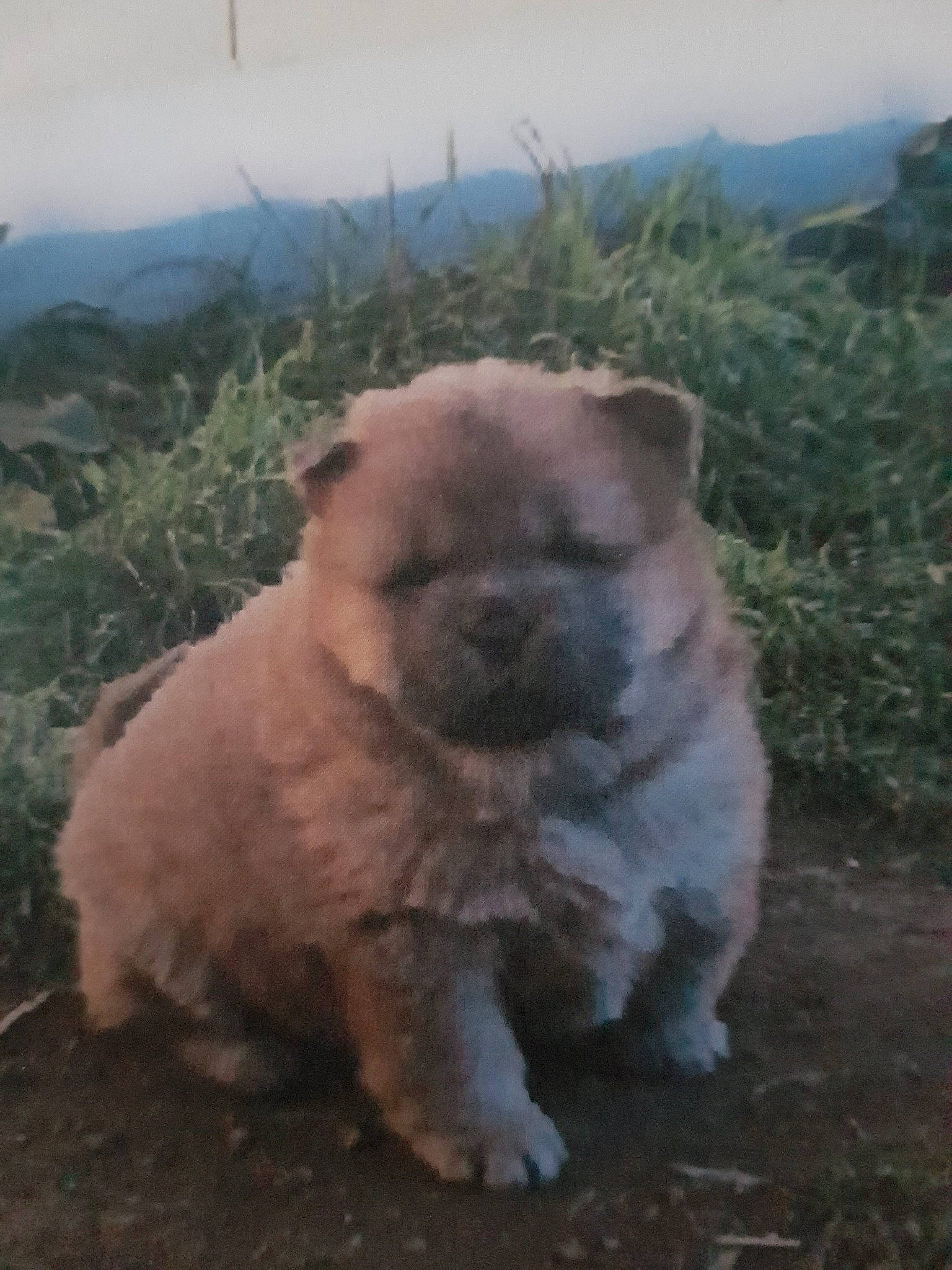 May-anh participe au concours pour gagner de l'argent avec cette photo : ancient_dog_breeds, canidae, carnivore, caucasian_shepherd_dog, chow_chow, companion_dog, dog, dog_breed, fawn, mammal, non_sporting_group, puppy, snout, sporting_group, vertebrate