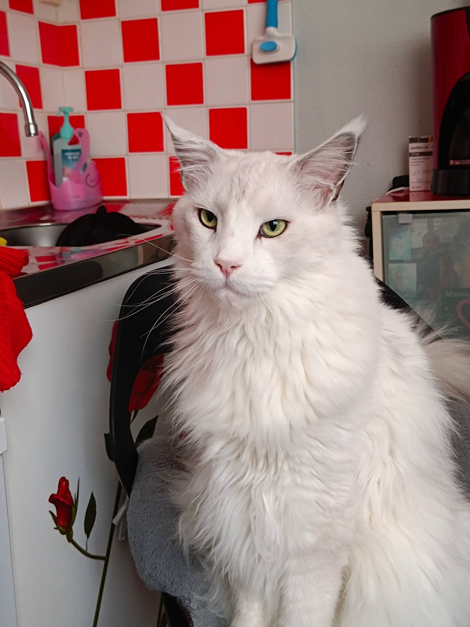 Roi Lion a rejoint le concours — aidez-le/la à gagner de superbes lots ! british_longhair, cabinetry, carnivore, cat, domestic_short_haired_cat, felidae, fur, paw, room, shelf, small_to_medium_sized_cats, whiskers