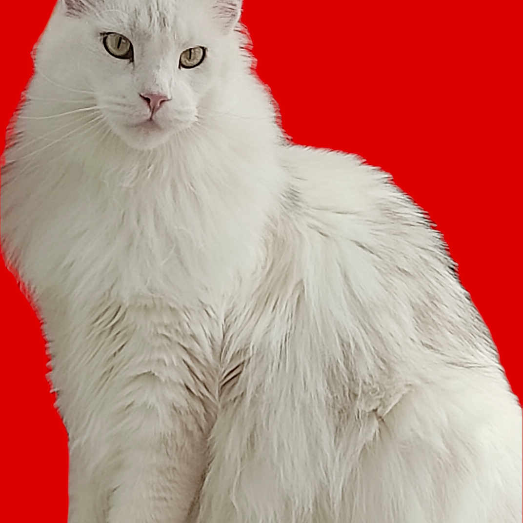 Roi Lion
