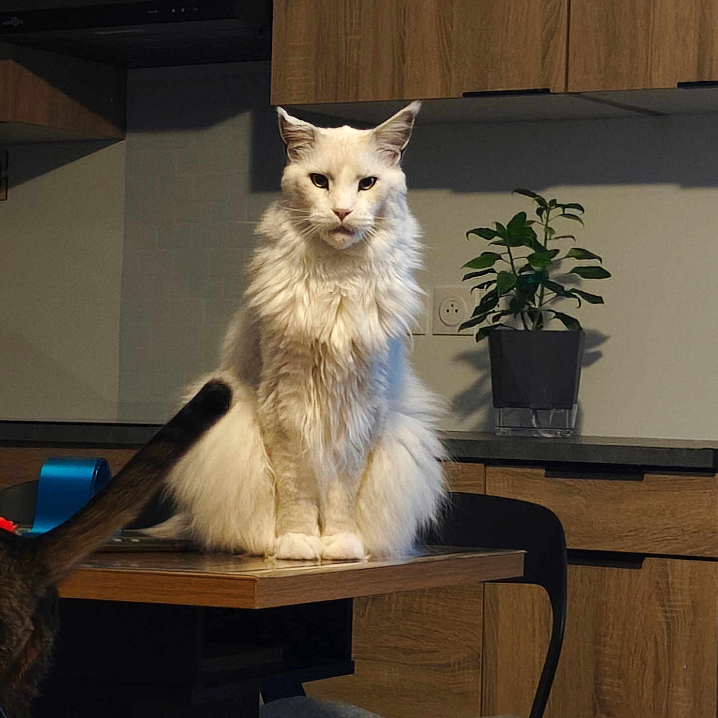 King