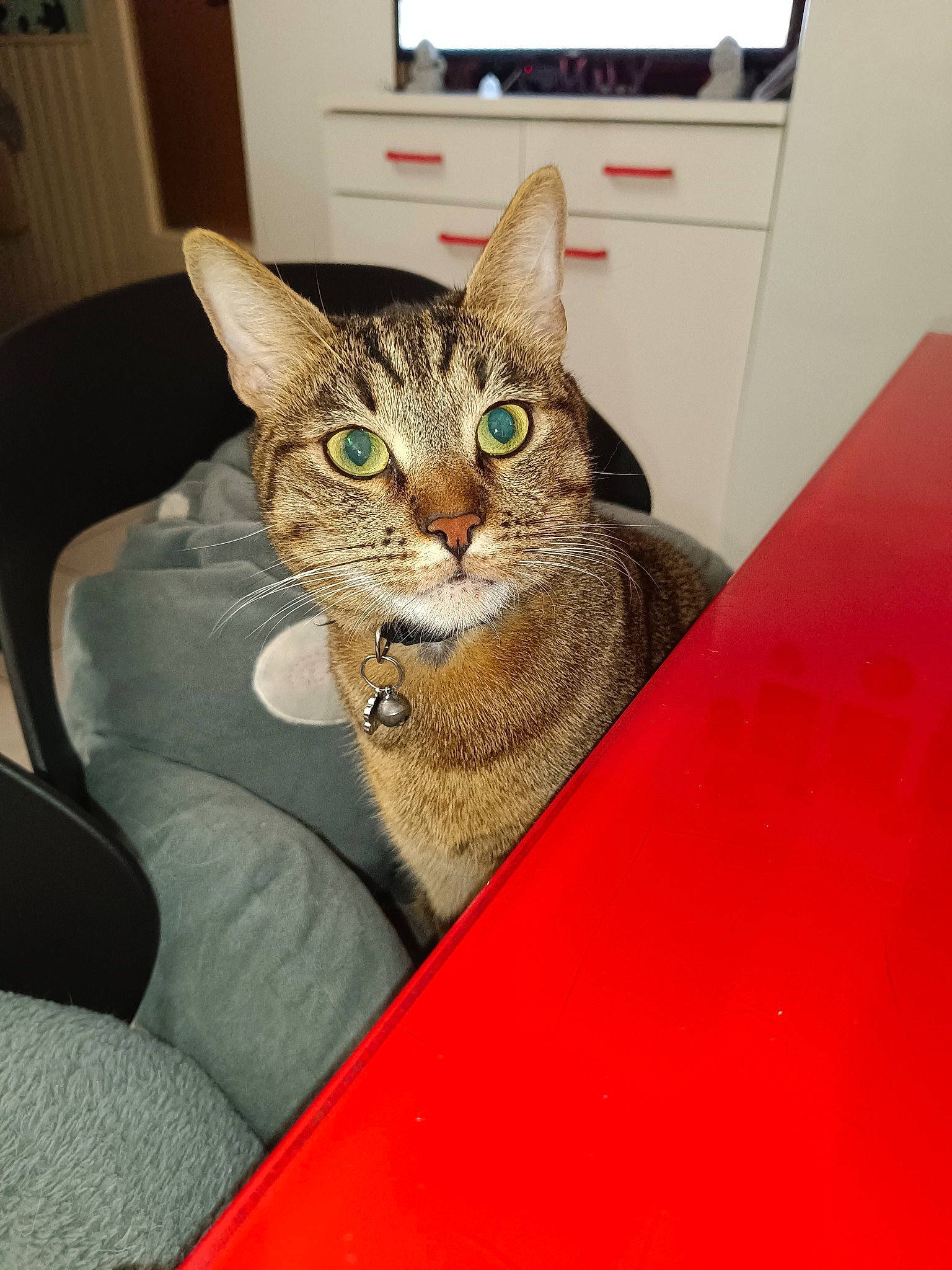 Arsène a rejoint le concours — aidez-le/la à gagner de superbes lots ! carnivore, cat, domestic_short_haired_cat, door, felidae, fur, room, small_to_medium_sized_cats, snout, whiskers