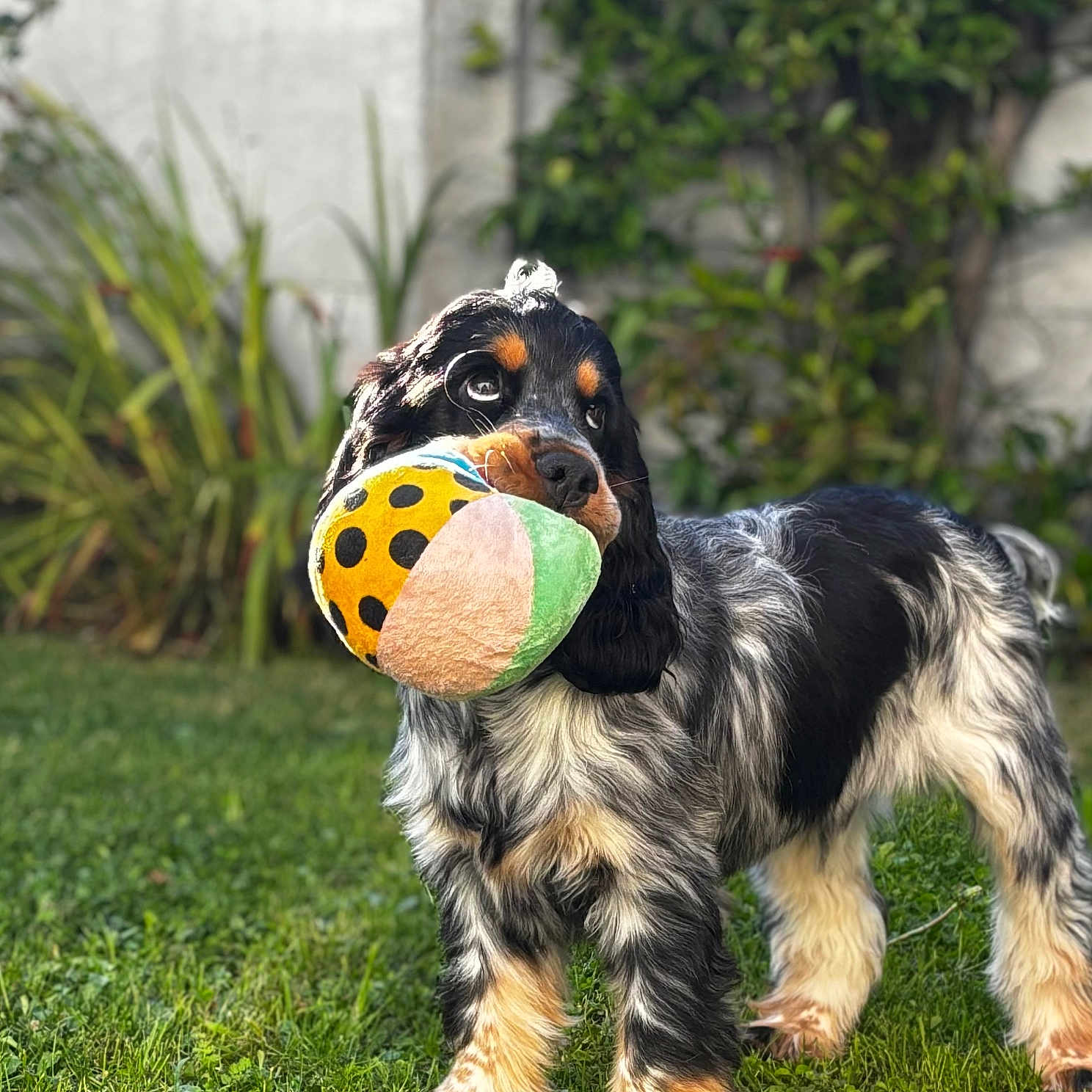 Voltaire a rejoint le concours — aidez-le/la à gagner de superbes lots ! animal, ball, canine, cockerspaniel, dog, football, grass, hound, lawn, pet, plant, puppy, soccer, soccerball, sphere, sport, tennis, tennisball, terrier, vegetation