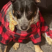Molly is registered to the contest to win money with this photo: dog, canine, pet, red_checkered_clothing, floral_bow, indoor, floor, paws, ears, brown_eyes, black_fur, tan_fur, cute, animal, portrait, looking_up, cozy, texture, closeup, costume