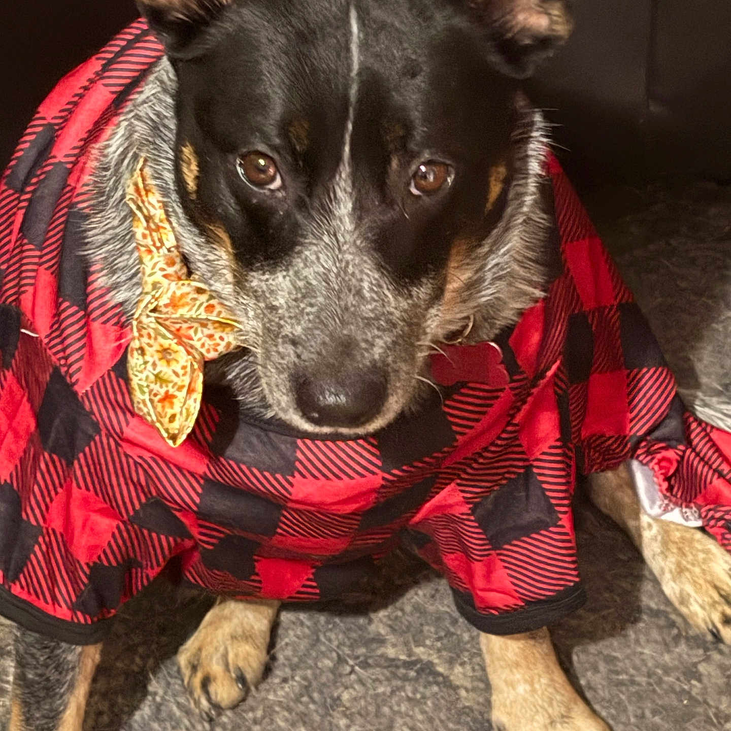 Molly is registered to the contest to win money with this photo: animal, black_fur, brown_eyes, canine, closeup, costume, cozy, cute, dog, ears, floor, floral_bow, indoor, looking_up, paws, pet, portrait, red_checkered_clothing, tan_fur, texture